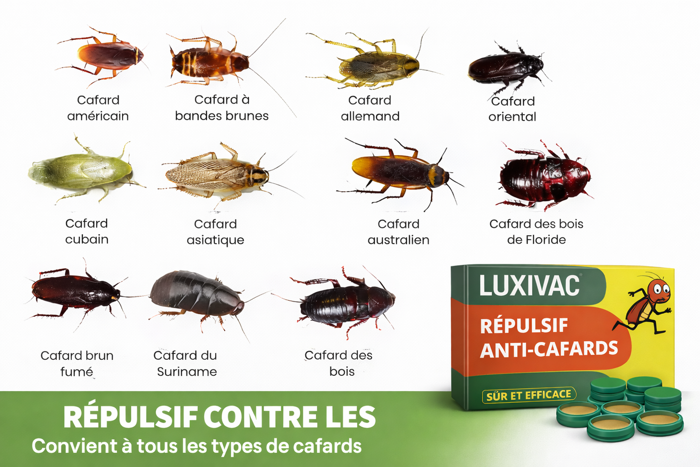 Répulsif contre les cafards